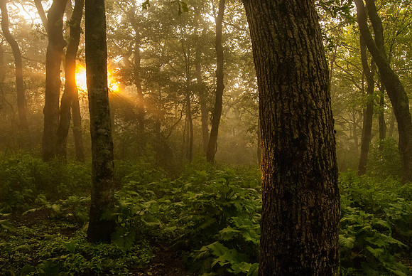 Appalachian Trail 1